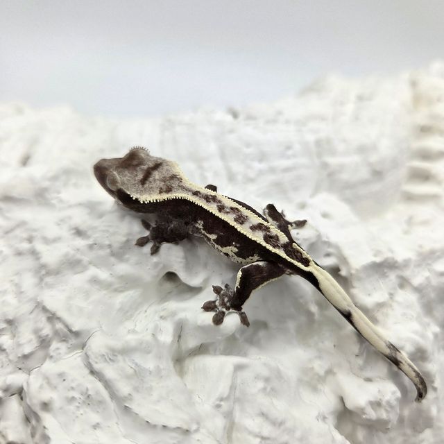 아잔틱