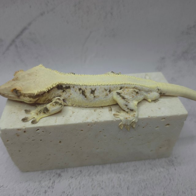 솔리드백 릴리화이트