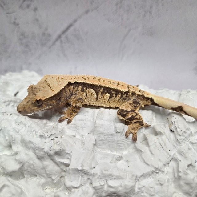 노멀 화이트스팟