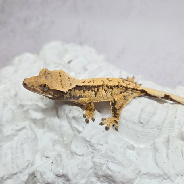 트라이 익스트림할리퀸 화이트스팟