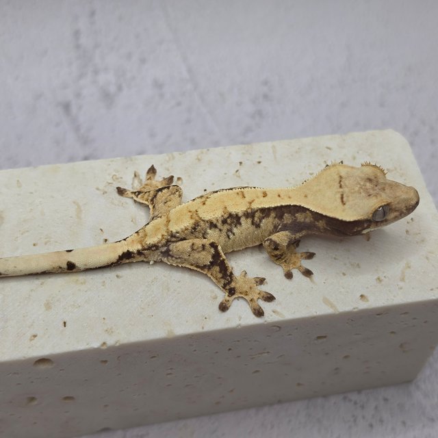 노멀 드리피 화이트스팟