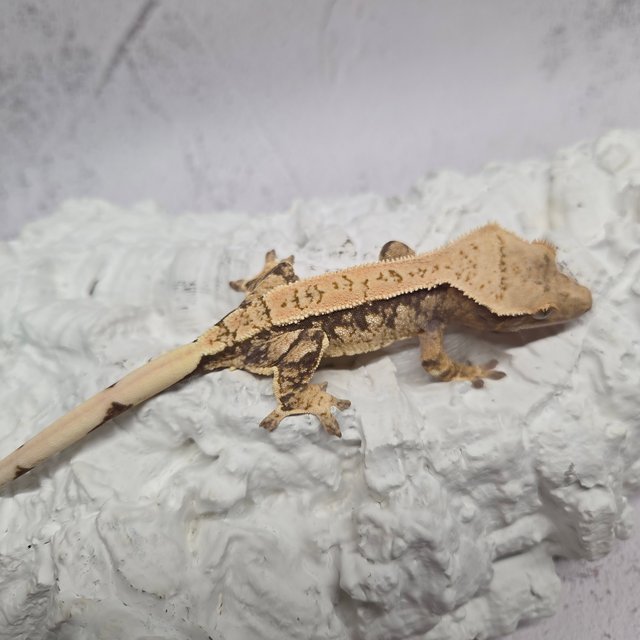 노멀 화이트스팟