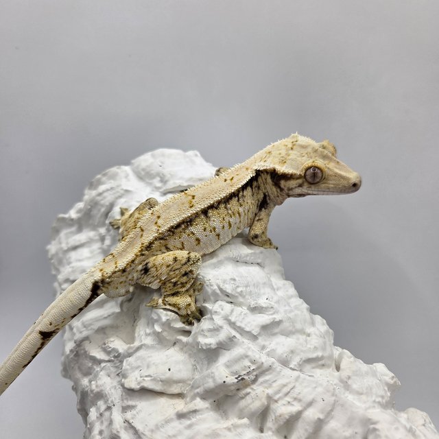 드리피 화이트스팟