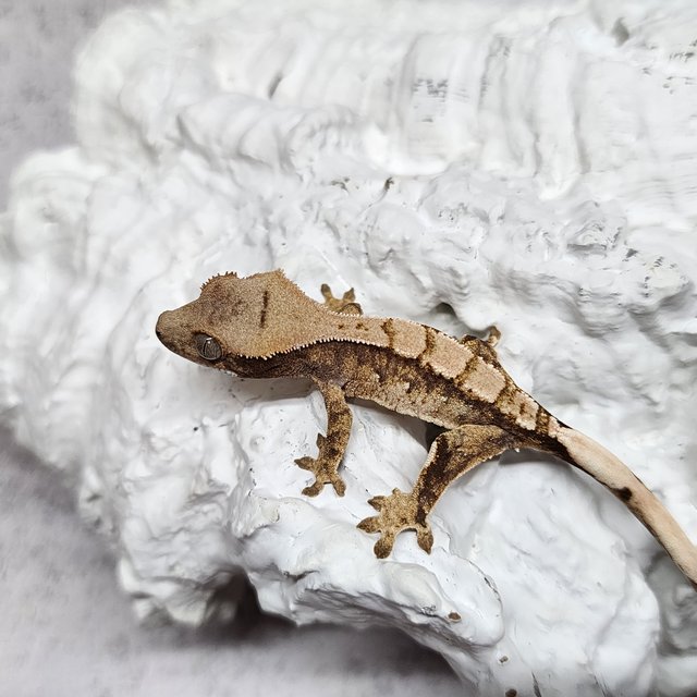 노멀 드리피 화이트스팟