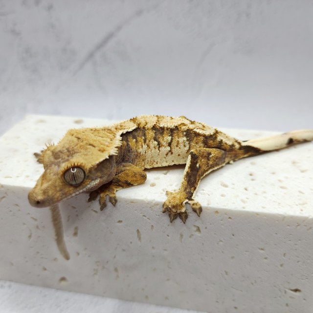 텐저린 트라이 익스트림할리퀸