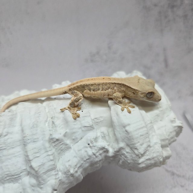 릴리100%헷아잔틱