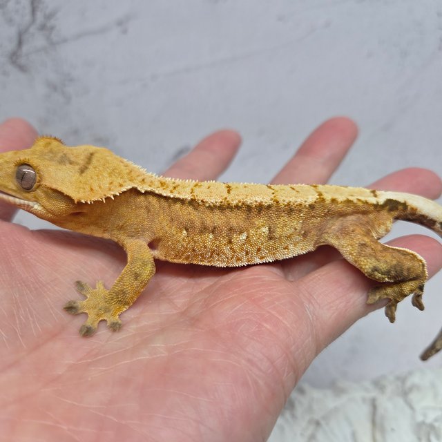 100%헷아잔틱 화이트스팟