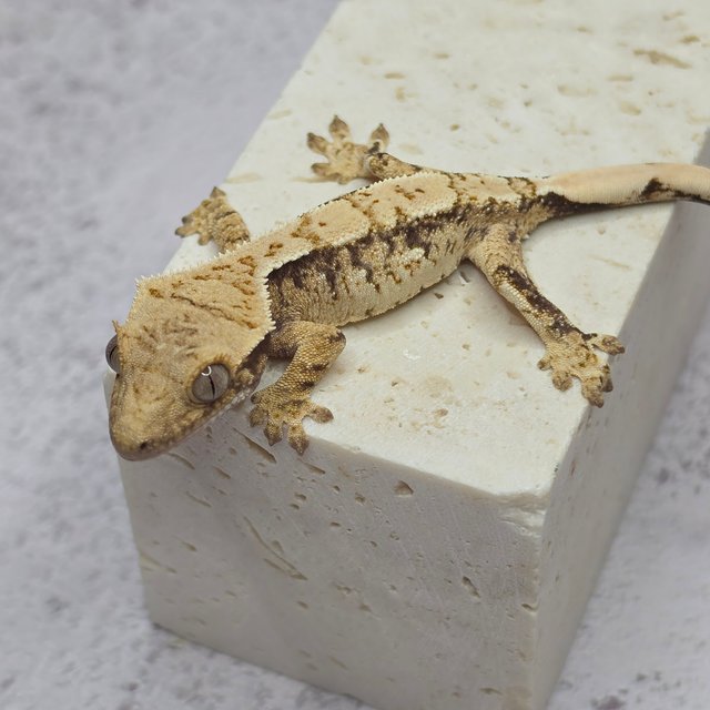 노멀 드리피 화이트스팟