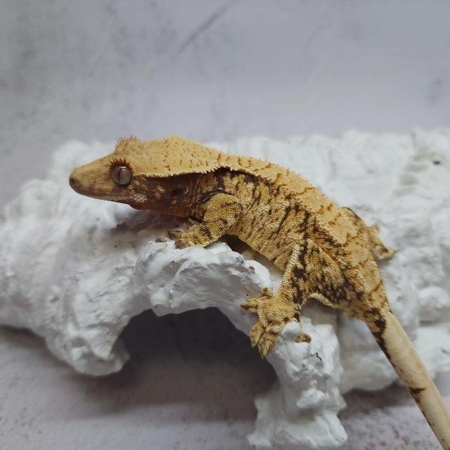 트라이 익스트림할리퀸 화이트스팟