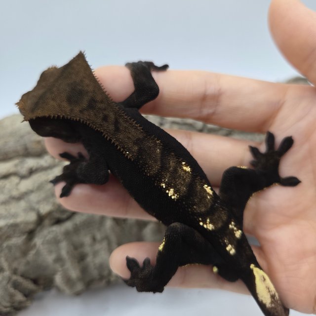 100%헷아잔틱 챠콜 플레임