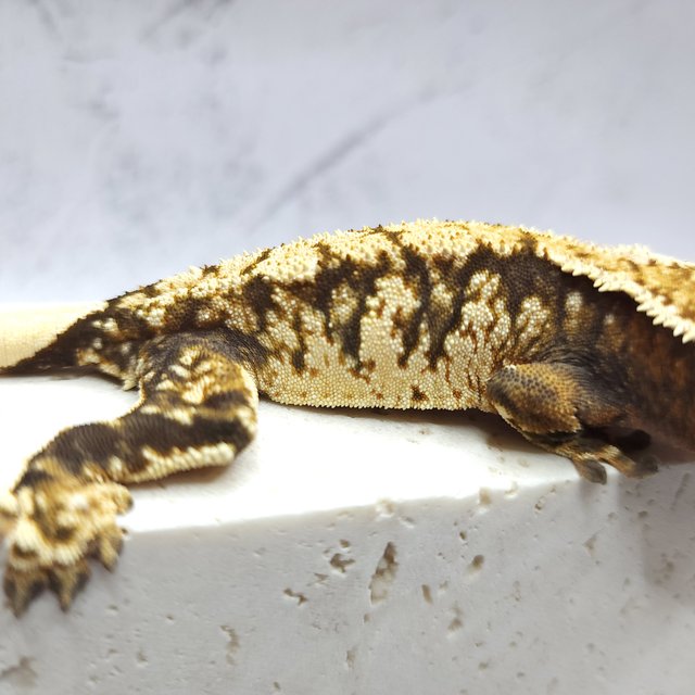 노멀 트라이 익스트림할리퀸