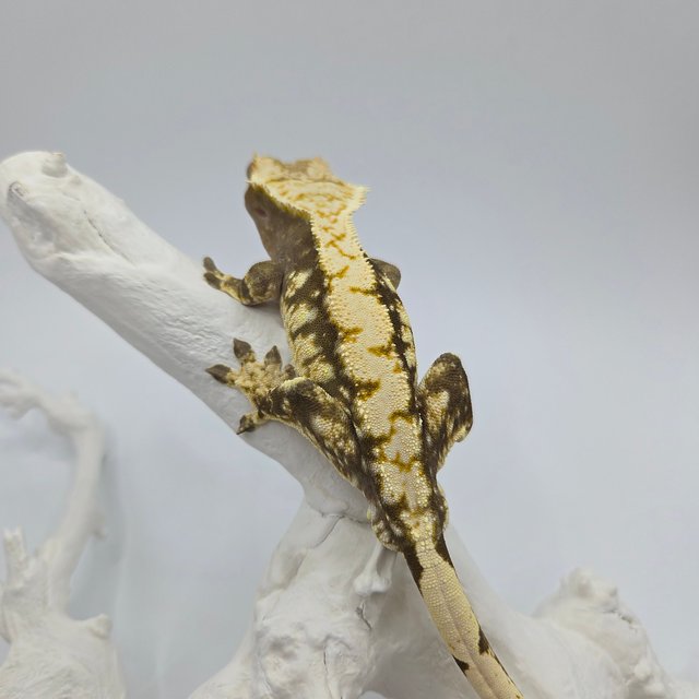 노멀 트라이 블랙 화이트