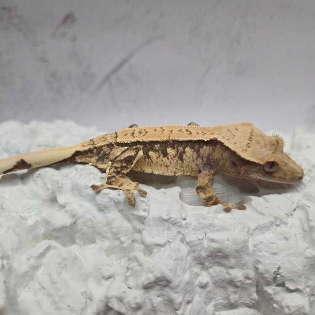 노멀 화이트스팟