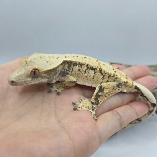 노멀 드리피 화이트스팟