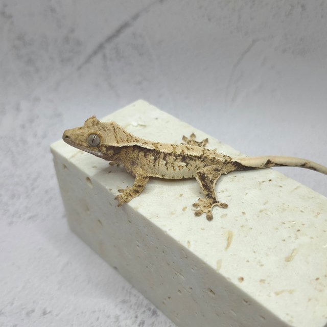 노멀 드리피 화이트스팟