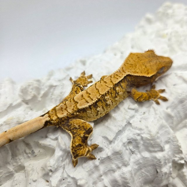 트라이 노멀 드리피 화이트스팟