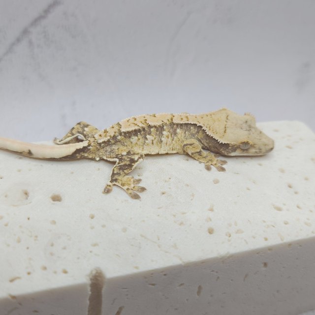 드리피 화이트스팟