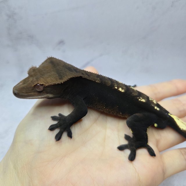 100%헷아잔틱 챠콜 플레임