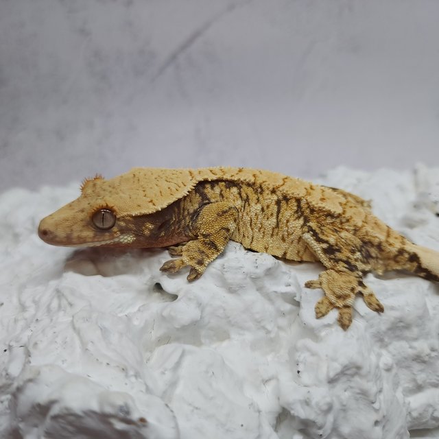 트라이 익스트림할리퀸 화이트스팟