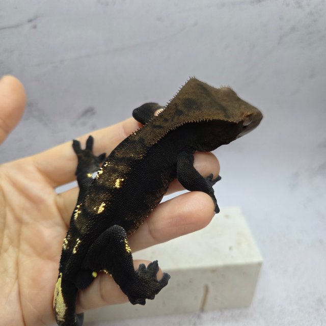 100%헷아잔틱 챠콜 플레임