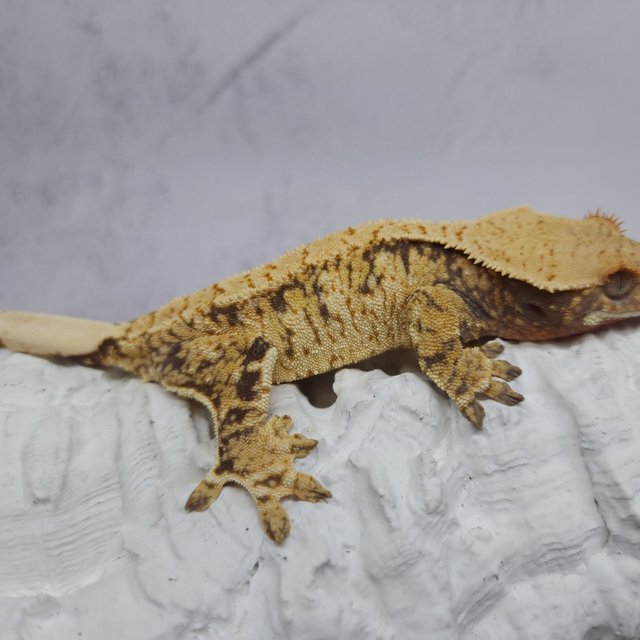 트라이 익스트림할리퀸 화이트스팟