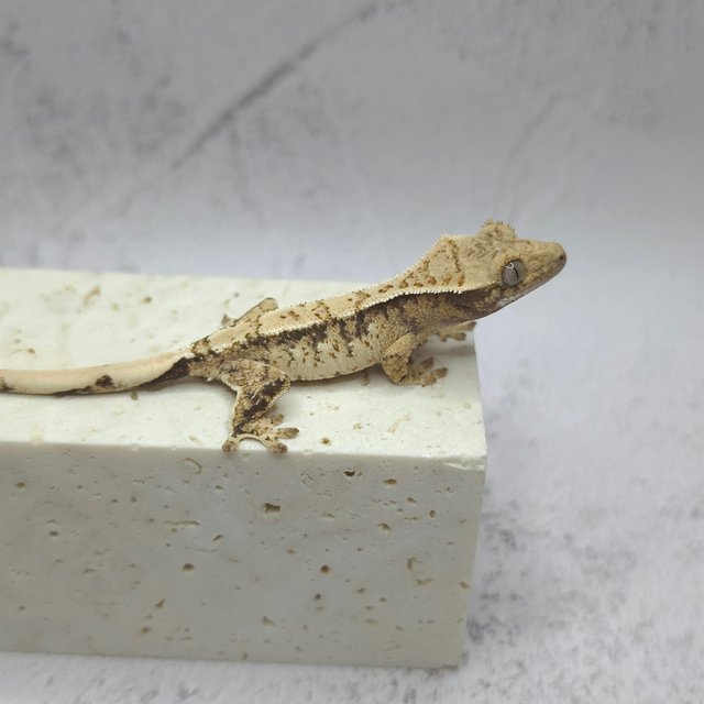 노멀 드리피 화이트스팟