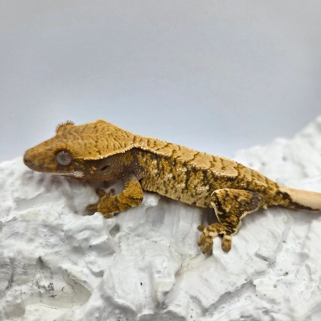 트라이 노멀 드리피 화이트스팟