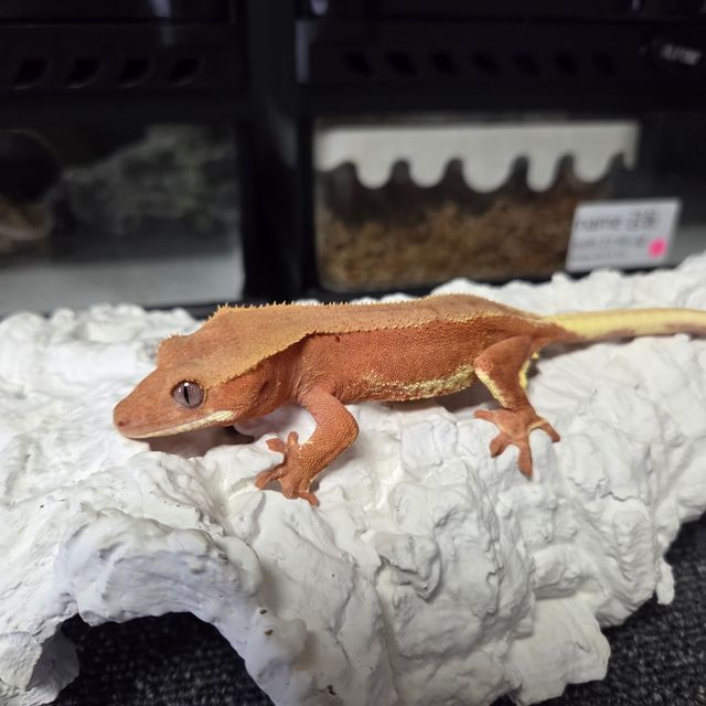 레드 릴리화이트