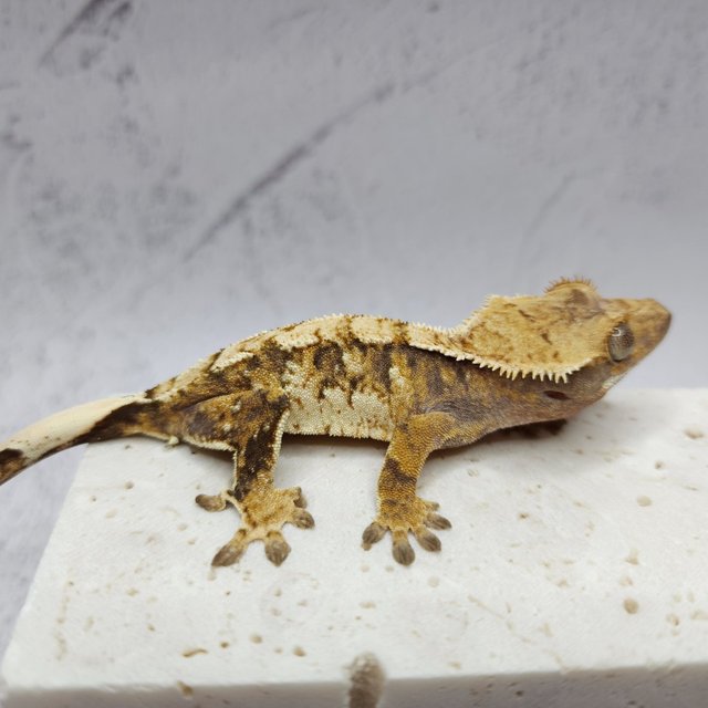 텐저린 트라이 익스트림할리퀸