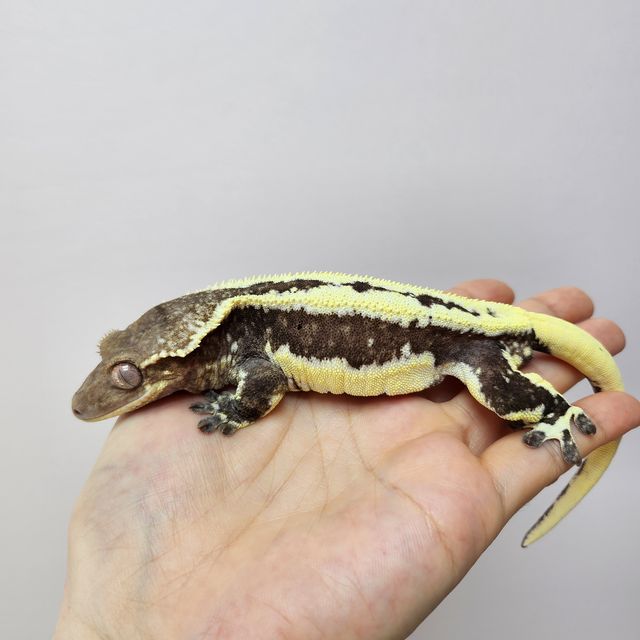 릴잔틱