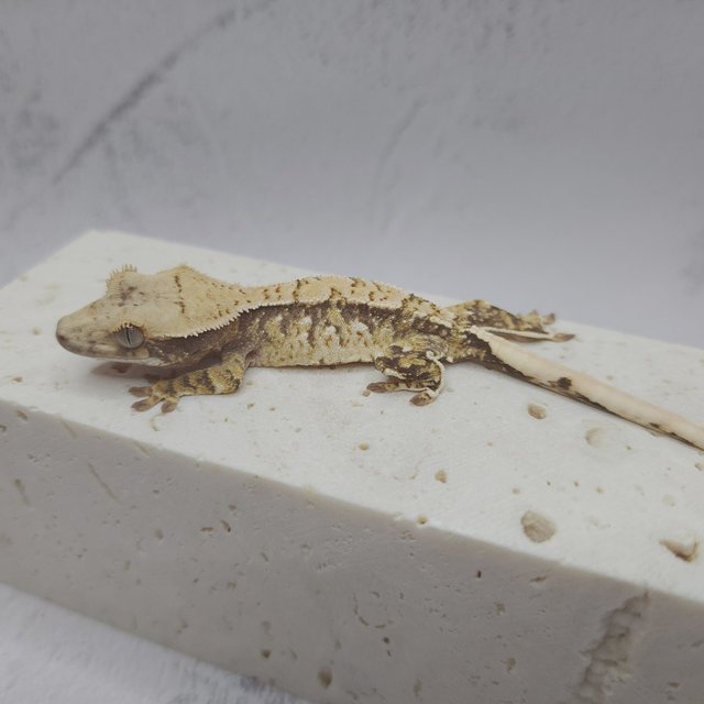 드리피 화이트스팟