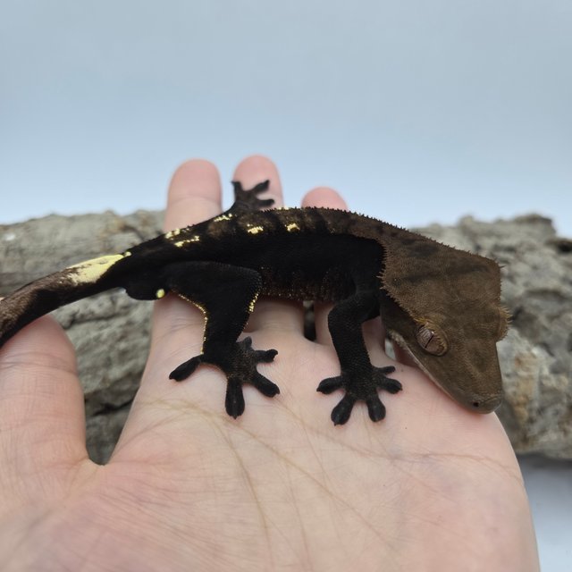 100%헷아잔틱 챠콜 플레임