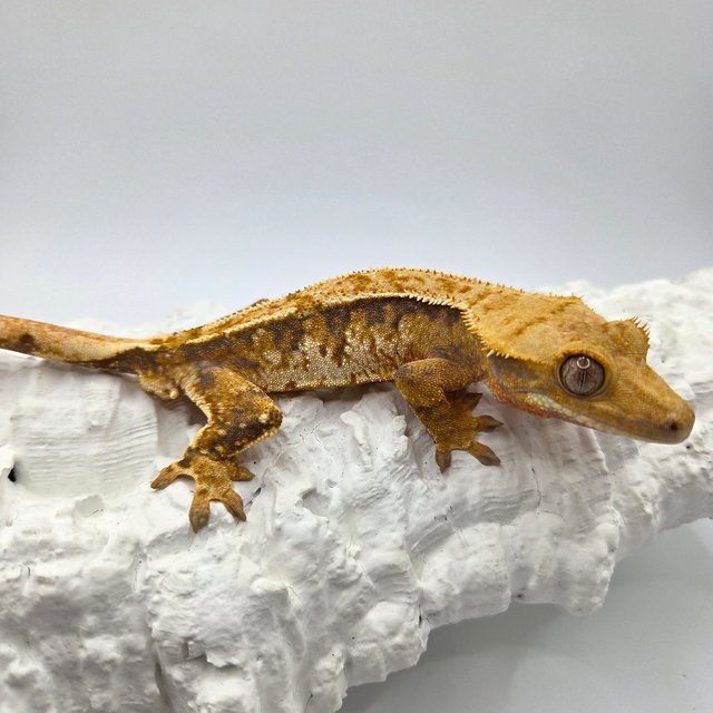 트라이 익스트림할리퀸