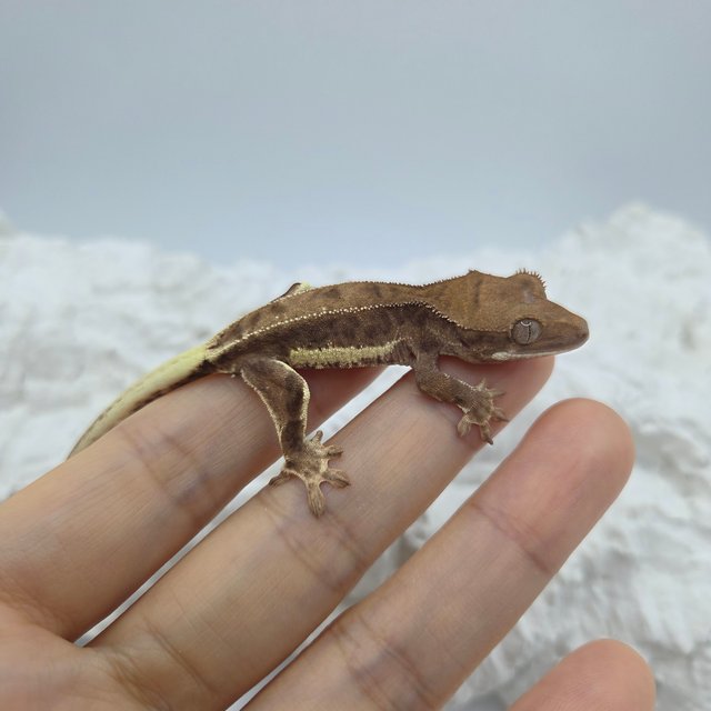 팬텀 프라푸치노