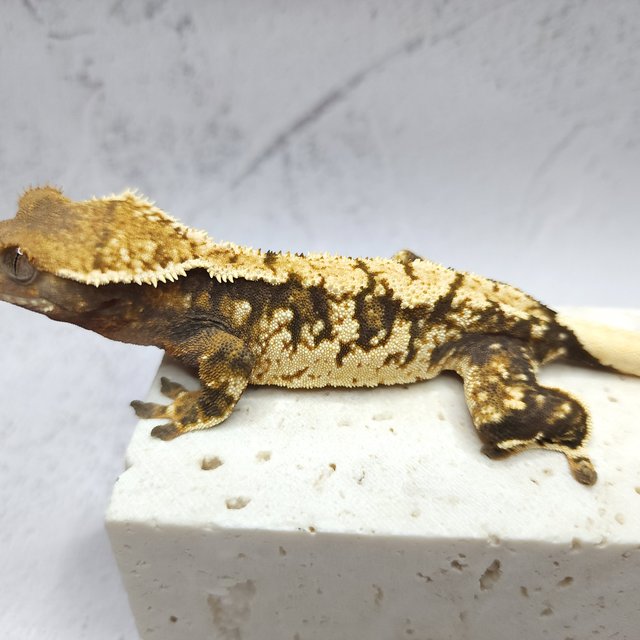 노멀 트라이 익스트림할리퀸