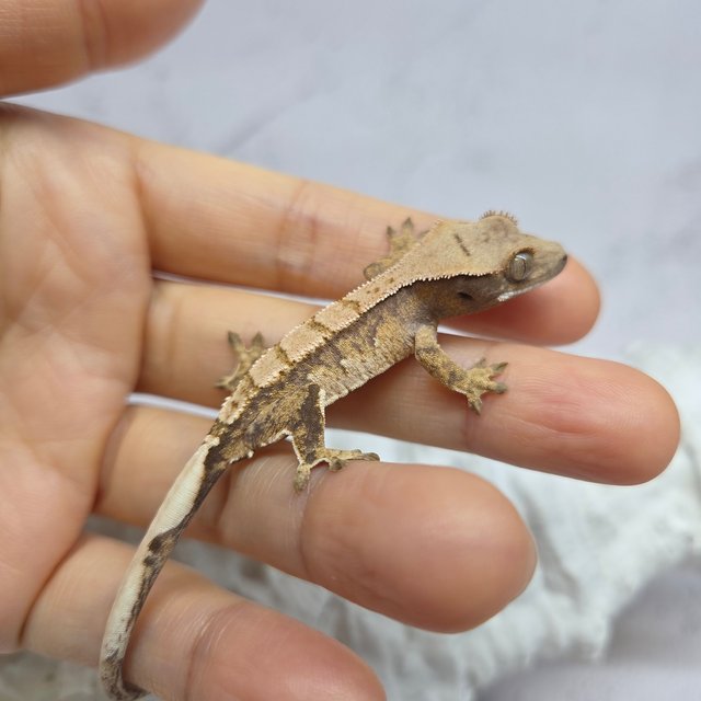 노멀 드리피 화이트스팟