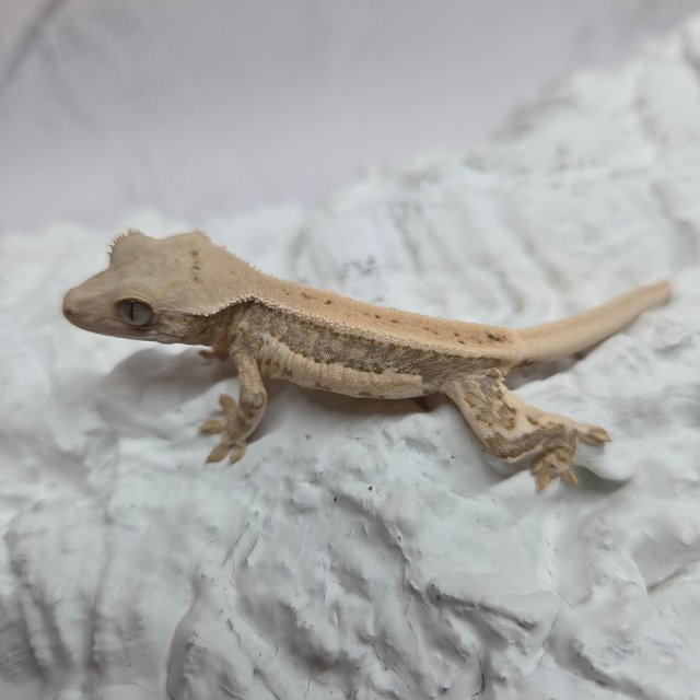 릴리100%헷아잔틱