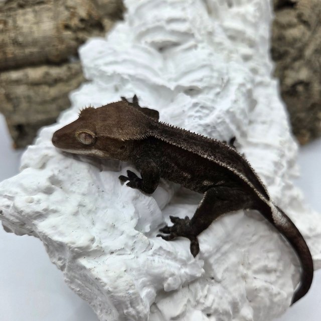 슈퍼스트라이프 엠티백 아잔틱