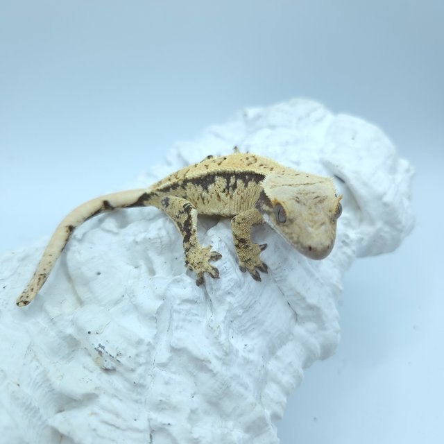 드리피 화이트스팟