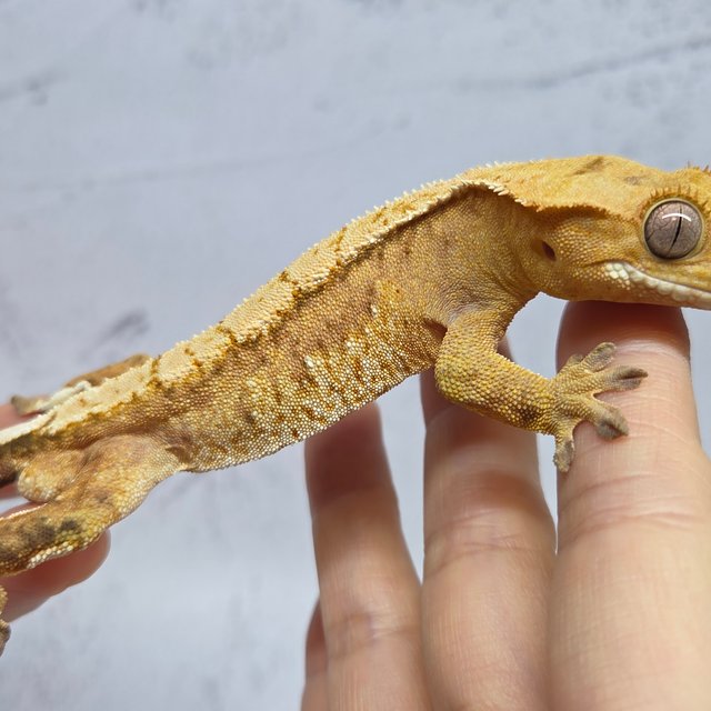 100%헷아잔틱 화이트스팟