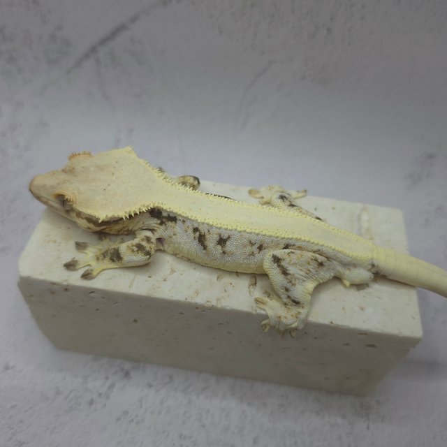 솔리드백 릴리화이트