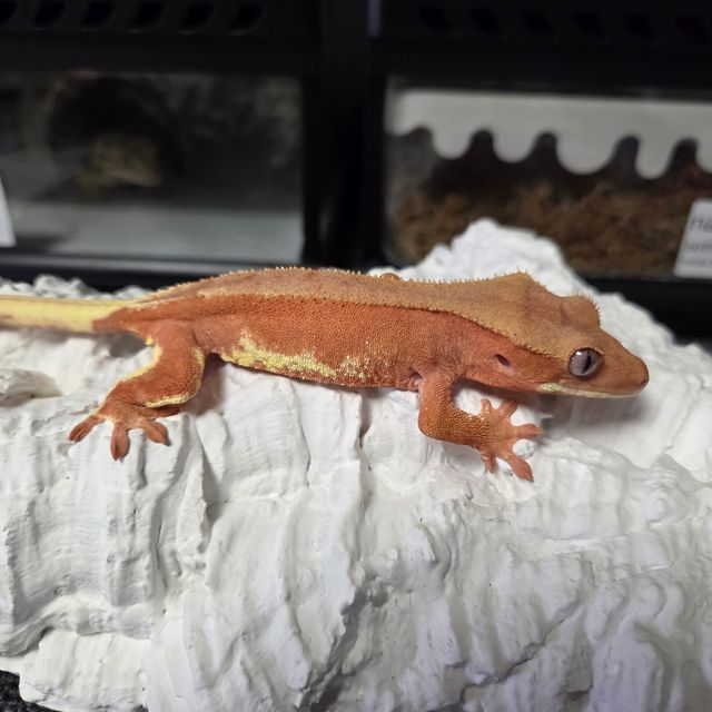 레드 릴리화이트