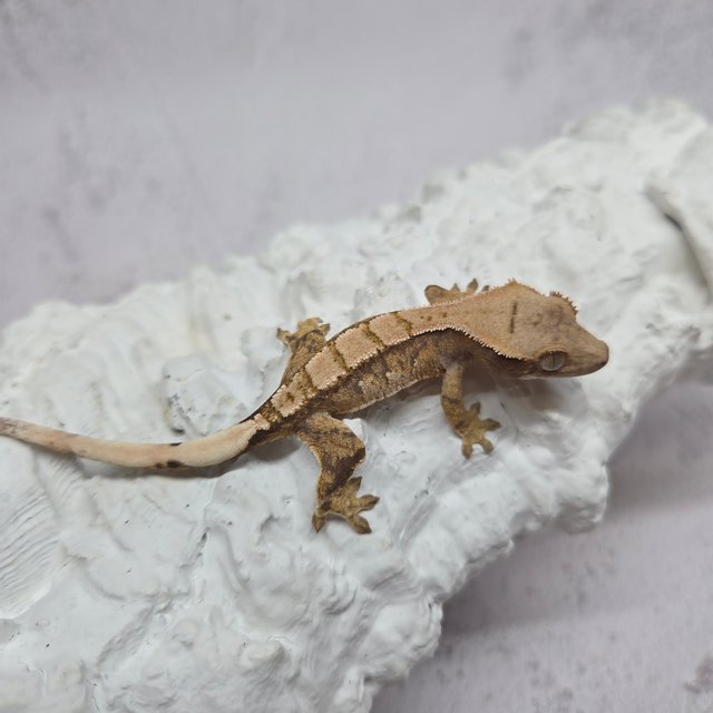 노멀 드리피 화이트스팟