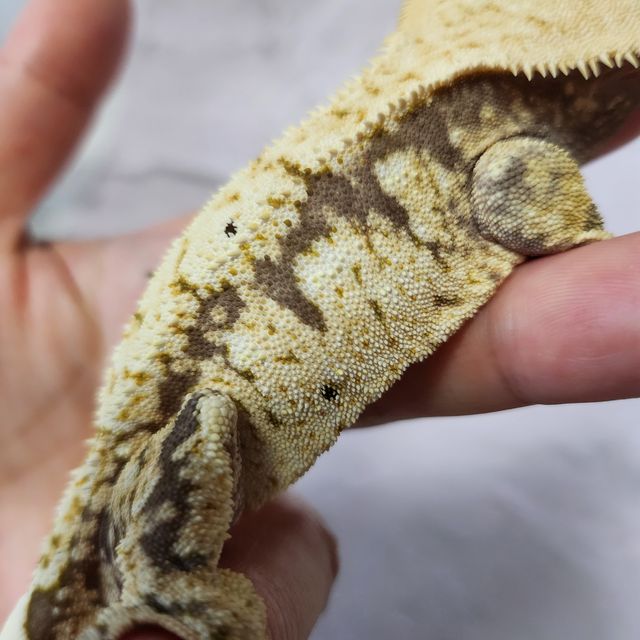 익스트림할리퀸 드리피