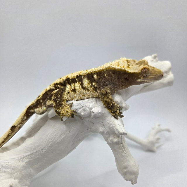 노멀 트라이 블랙 화이트