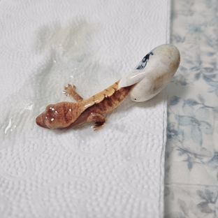 레드 트라이 익스트림할리퀸 화이트스팟