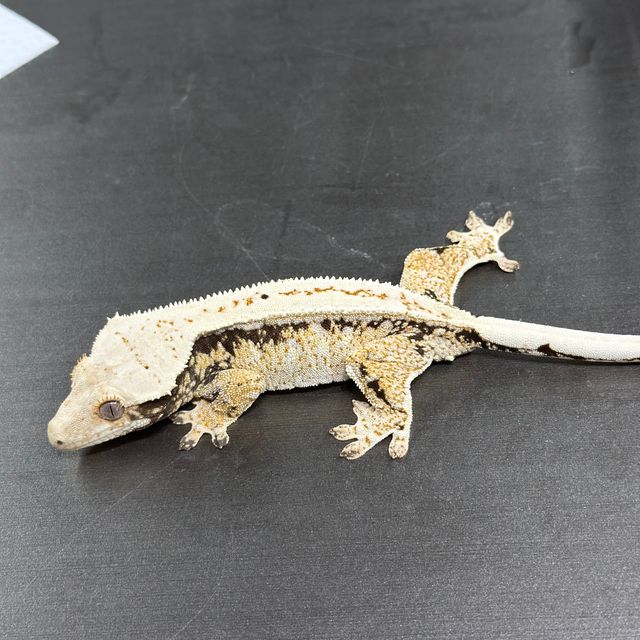 트라이