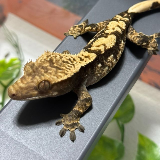 100%헷아잔틱
