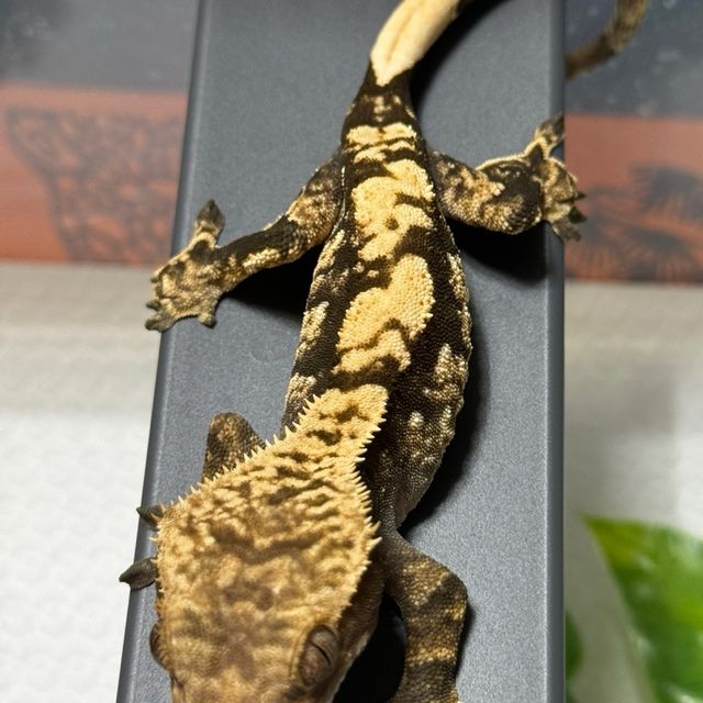 100%헷아잔틱