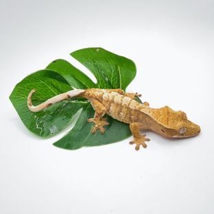 노멀 트라이 할리퀸